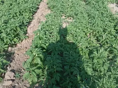 Fertile Agricultural Land with Crop Field Fertile Agricultural Land with Crop Field