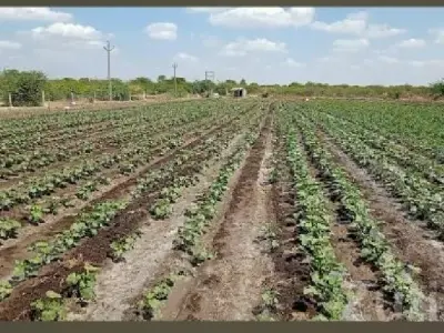 10.5 Vigha Fertile Agriculture Land Talala 10.5 Vigha Fertile Agriculture Land Talala