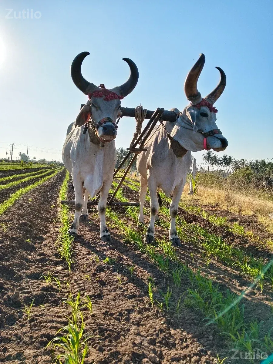 godhla - કાર - માંગ્રોળ - Image 3