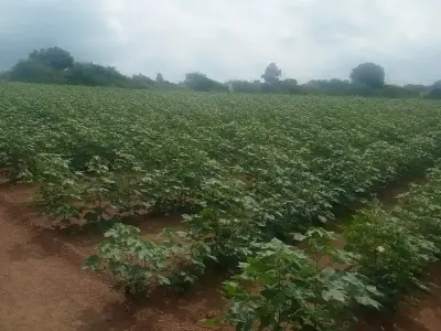 ખેતીની જમીન વેચવાની છે ખેતીની જમીન વેચવાની છે
