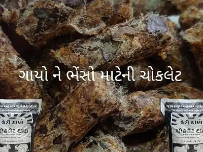 ગાયો ને ભેંસો માટેની ચોકલેટ