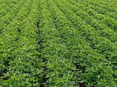 Fertile Green Farmland Plot in Mangrol Fertile Green Farmland Plot in Mangrol