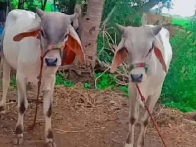 ગોધલા અને બળદ વેચવાના છે ગોધલા અને બળદ વેચવાના છે