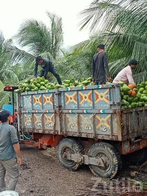 Fertile Coconut Farm Land for Sale - જમીન અને પ્લોટ - તલાલા - Image 2