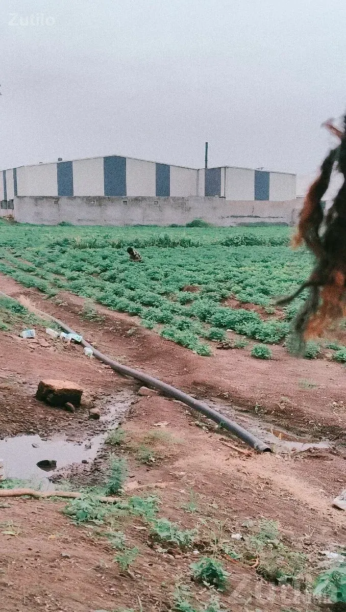 Fertile Agricultural Land in Jamjodhpur - જમીન અને પ્લોટ - જામજોધપુર - Image 3