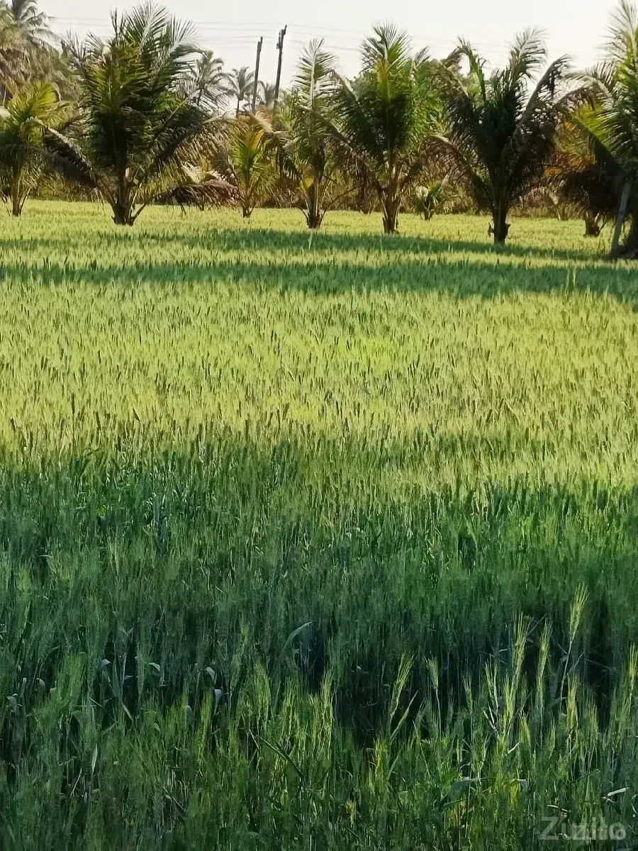ગામ. રાતિધાર. તાલુકો. તાલાલા.ji - Land & Plots - Somnath - Image 3
