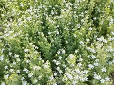 17.50 Vigha Fertile Agricultural Land 17.50 Vigha Fertile Agricultural Land