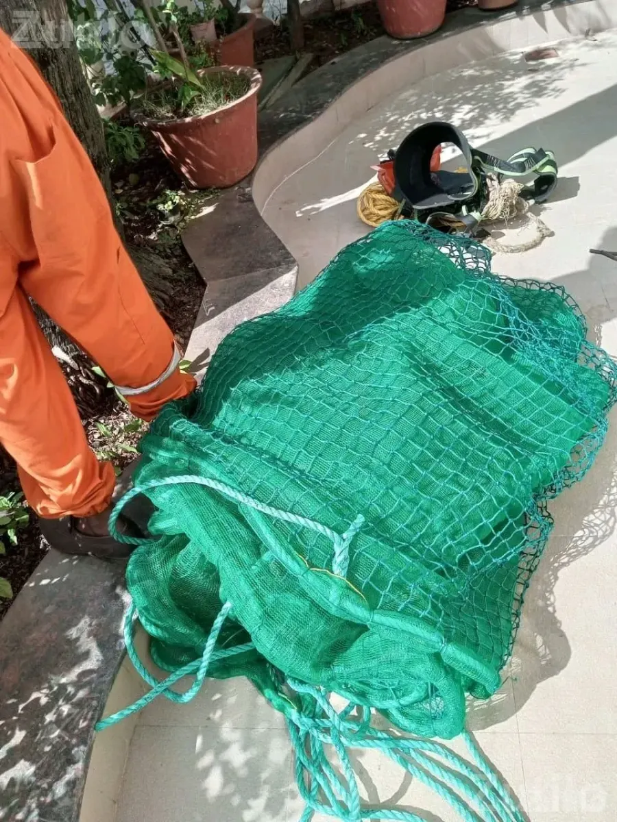 Coconut Tree Climbing and Cutting Service - Home Repair - Nadiad - Image 3