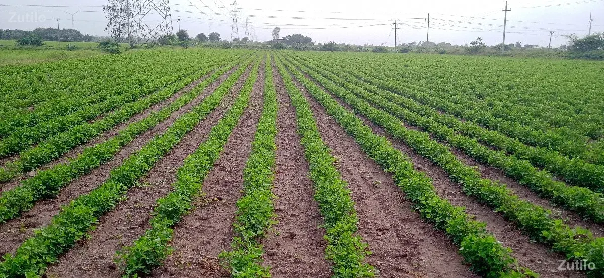 જમીન વેચવા ની છે - Land & Plots - Bhanvad - Image 2