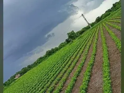 Fertile Agricultural Land Near Essar Nayara Fertile Agricultural Land Near Essar Nayara