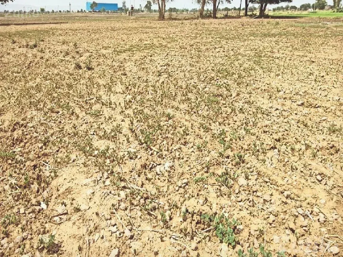 Residential/Farm Plot for Sale Kangshiyali - Land & Plots - Upleta - Image 2