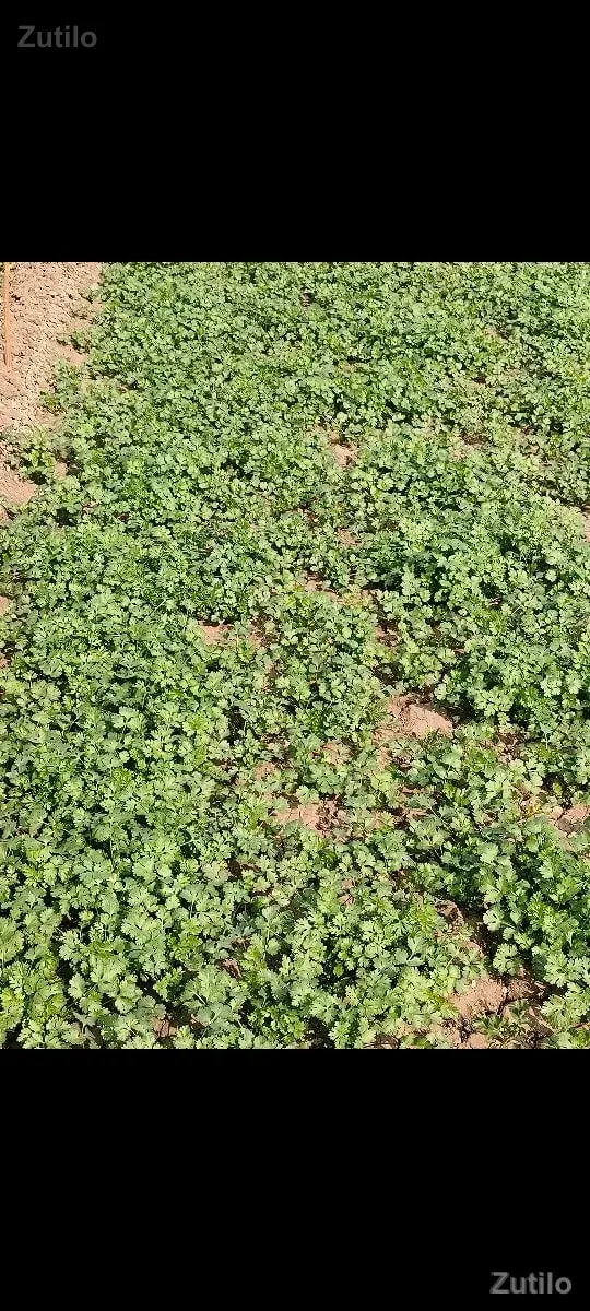 જમીન - Land & Plots - Dwarka - Image 2
