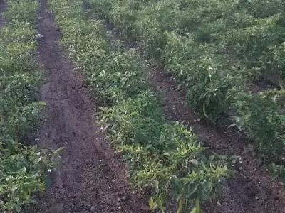 Gondal Fertile Agricultural Land Plot Gondal Fertile Agricultural Land Plot