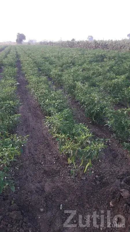 Gondal Fertile Agricultural Land Plot - જમીન અને પ્લોટ - ગોંડલ - Image 1