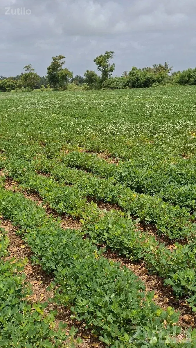 Fertile Agricultural Land in Talala - Land & Plots - Talala - Image 2