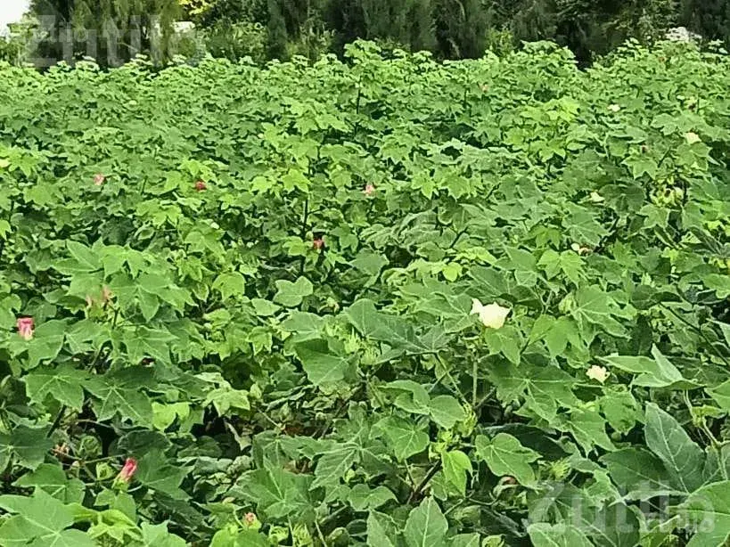 Agricultural Land Required on Lease Agreement - જમીન અને પ્લોટ - લીમખેડા - Image 3