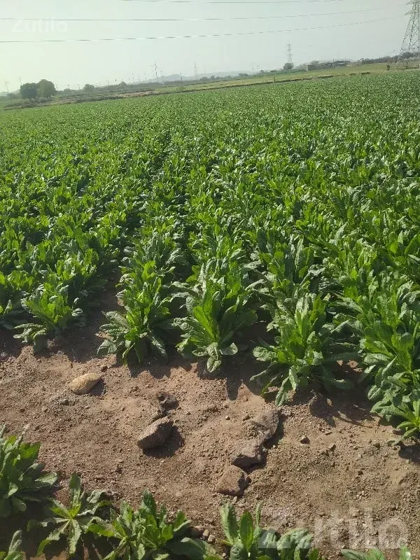 Lalpur Road-Touch Fertile Farm Land - જમીન અને પ્લોટ - લાલપુર - Image 3