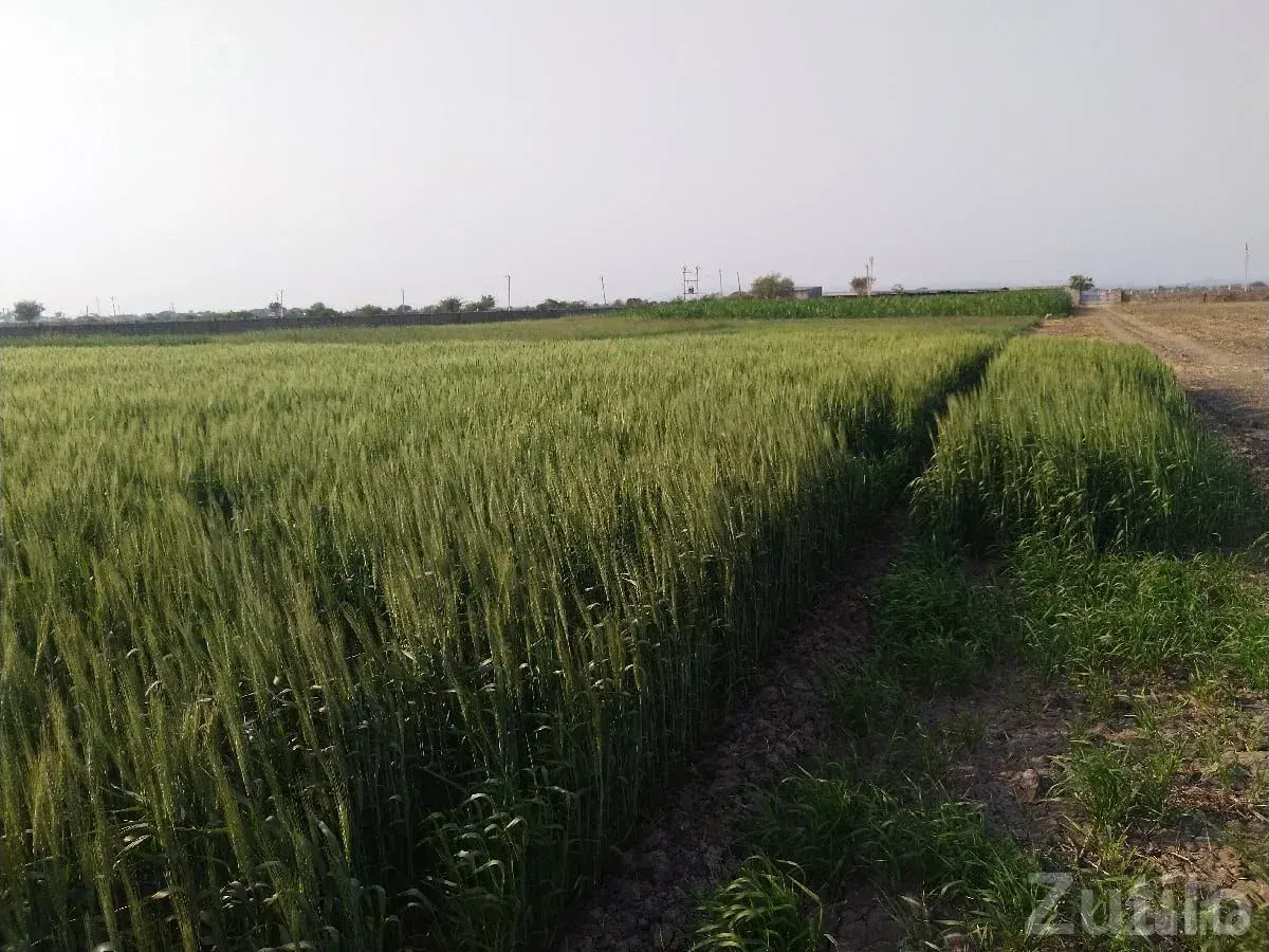 7.5 Vigha Agricultural Land with Bore Water - Land & Plots - Ranavav - Image 3