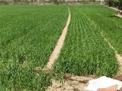 Agricultural Land for Sale Amreli Area Agricultural Land for Sale Amreli Area