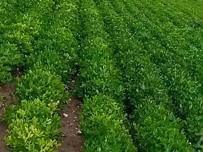 9 Vigha Fertile Agricultural Land 9 Vigha Fertile Agricultural Land