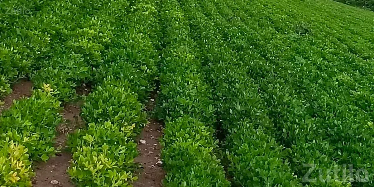 9 Vigha Fertile Agricultural Land - Land & Plots - Ranavav - Image 1