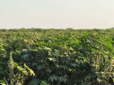 25 Vigha Road Touch Agricultural Land for Sale 25 Vigha Road Touch Agricultural Land for Sale