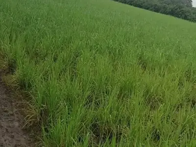 રાળા.નાજાભાઈ. રાળા.નાજાભાઈ.