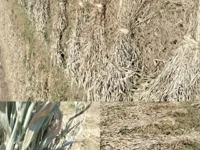 Old Condition Agricultural Land for Sale Old Condition Agricultural Land for Sale