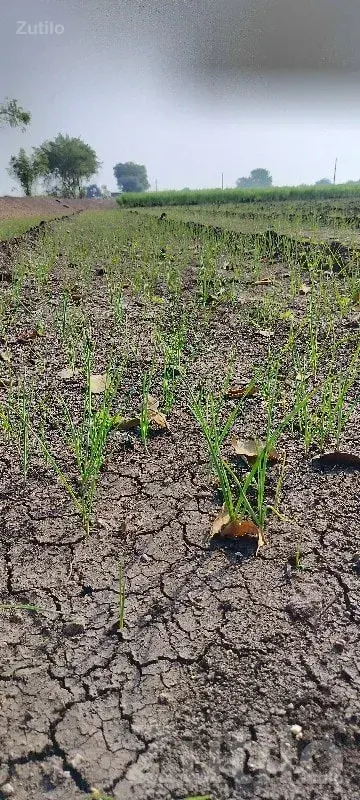 Fertile Green Farmland Plot for Sale - જમીન અને પ્લોટ - ધોરાજી - Image 2