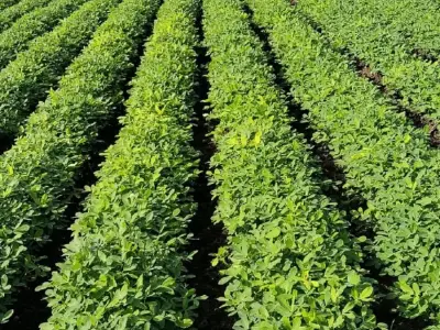 Road Touch Agricultural Land for Sale Road Touch Agricultural Land for Sale