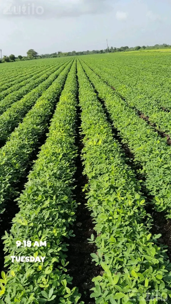 Road Touch Agricultural Land for Sale - જમીન અને પ્લોટ - કલ્યાણપુર - Image 1