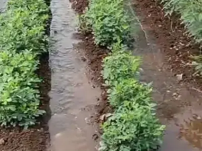 જમીન જમીન