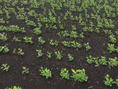 7 Vigha Fertile Farm Land Upleta 7 Vigha Fertile Farm Land Upleta