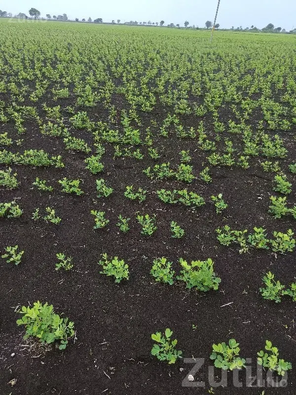7 Vigha Fertile Farm Land Upleta - Land & Plots - Upleta - Image 1