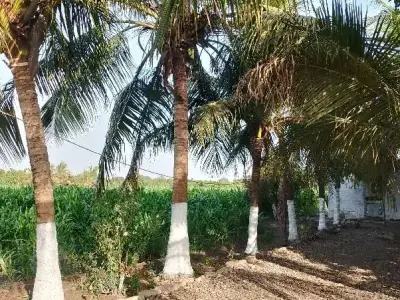 Green Agricultural Land with Coconut Trees Green Agricultural Land with Coconut Trees
