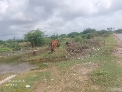 6 વીધા વેસવાની 6 વીધા વેસવાની
