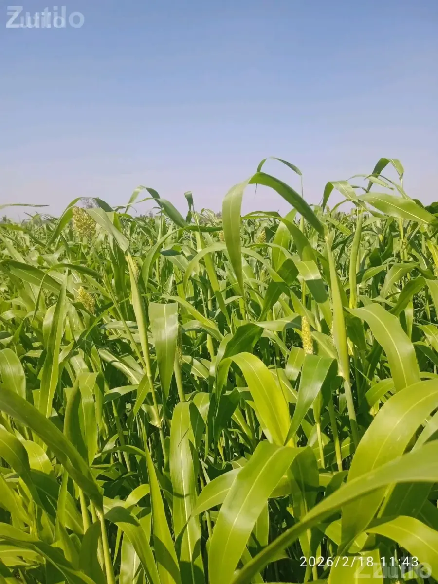 રાજકોટ જિલામા - Land & Plots - Jamkandorna - Image 3