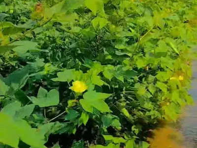 Fertile Agriculture Land in Manavadar Fertile Agriculture Land in Manavadar