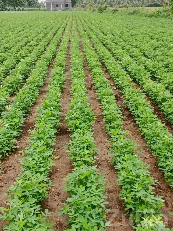 Fertile Green Farmland Plot in Mangrol - Land & Plots - Mangrol - Image 2