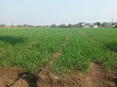 Fertile Agricultural Land in Jamjodhpur Fertile Agricultural Land in Jamjodhpur