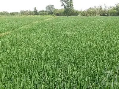 Fertile Green Agricultural Land for Sale Fertile Green Agricultural Land for Sale