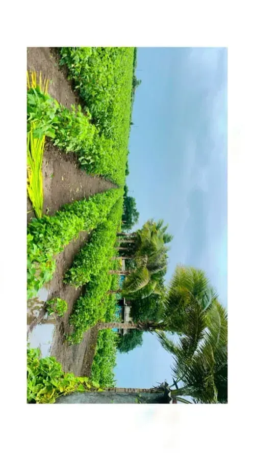 10 Vigha Green Farmland Near Amreli - Land & Plots - Lathi - Image 2