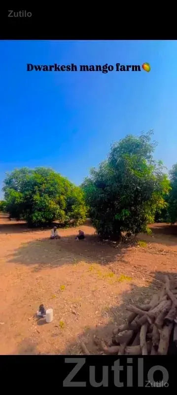 Dwarkesh Mango Farm Plot with Water Well - જમીન અને પ્લોટ - ઊના - Image 2