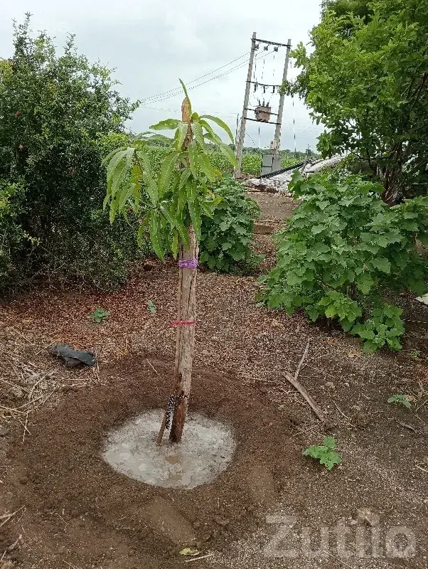 Agricultural Plot with Farm House, Lathi - Land & Plots - Lathi - Image 2