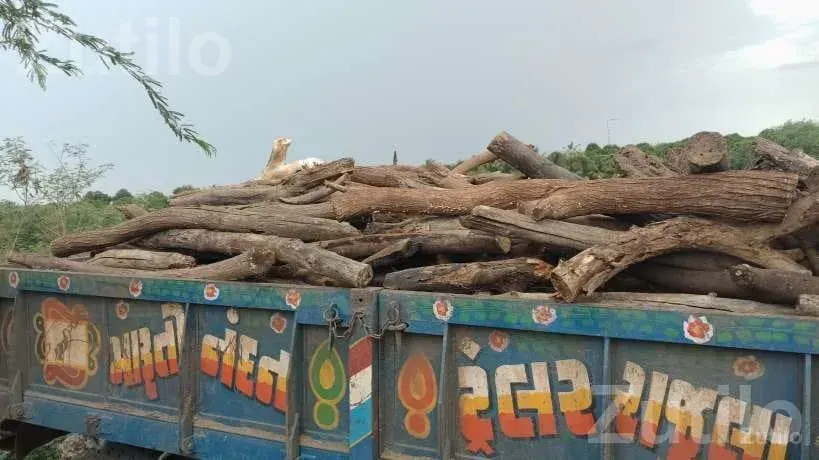 Cargo Auto Rickshaw Carrier Without Book - ઓટો રિક્ષા - રાજુલા - Image 5