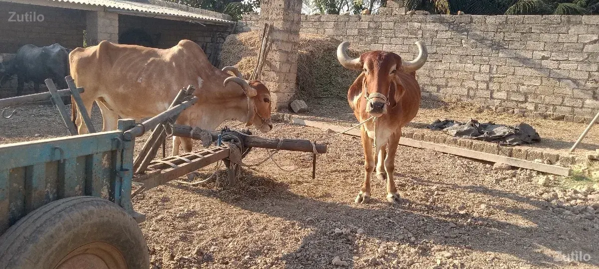 બે બળદ વેચવાના છે - Cars - Una - Image 2