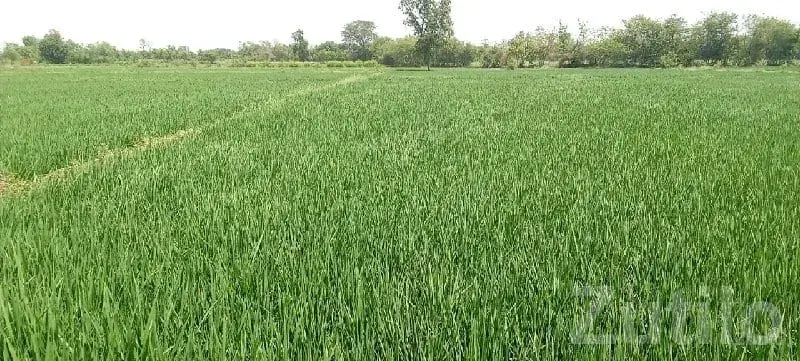 Fertile Green Agricultural Land for Sale - Land & Plots - Songadh - Image 3