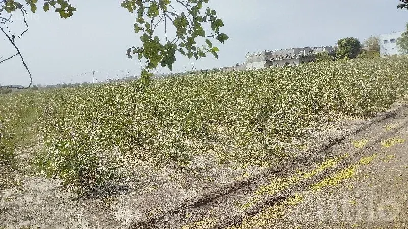 Residential Plot for Sale in Narmana - જમીન અને પ્લોટ - જામજોધપુર - Image 3