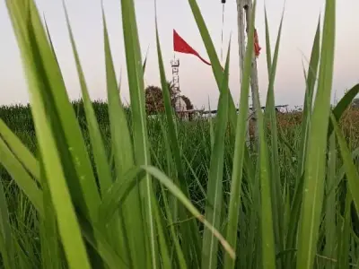 Fertile 12 Vigha Agricultural Land Upleta Fertile 12 Vigha Agricultural Land Upleta