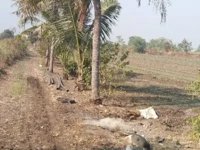 30 vigha vadi full pani 30 vigha vadi full pani